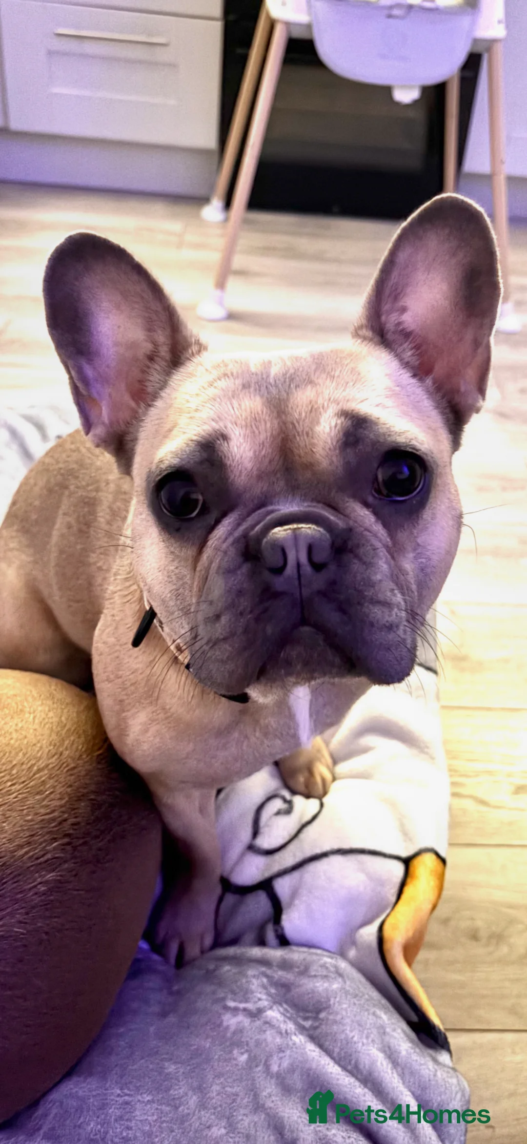 French Bulldog dogs for sale: Violet rose kc & pedigree registered - Advert 2