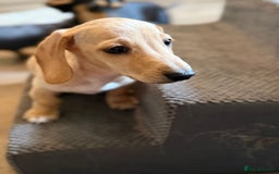 Miniature Dachshund dogs for sale: KC Reg Miniature Dachshund Puppies ✨READY NOW✨ - Image 7