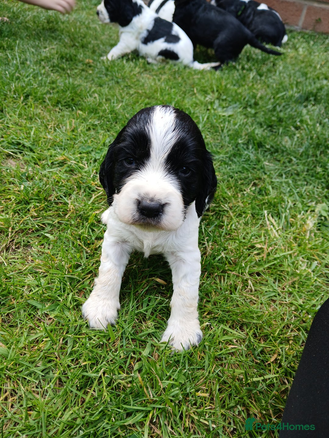 Sprocker dogs for sale: READY NOW !! 3 sprocker spaniels left  👀🏡✨️ in Wakefield - Image 32