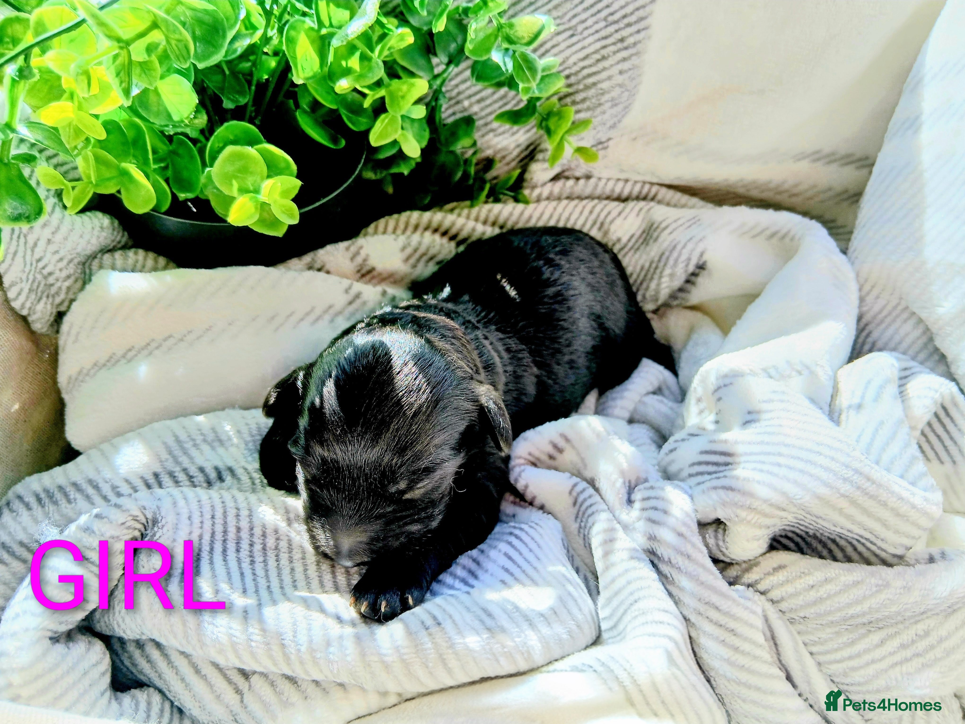 Cockapoo dogs Beautiful cockapoo puppies- 4boys & 1 girl - Advert 12