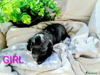 Cockapoo dogs Beautiful cockapoo puppies- 4boys & 1 girl - Advert 8