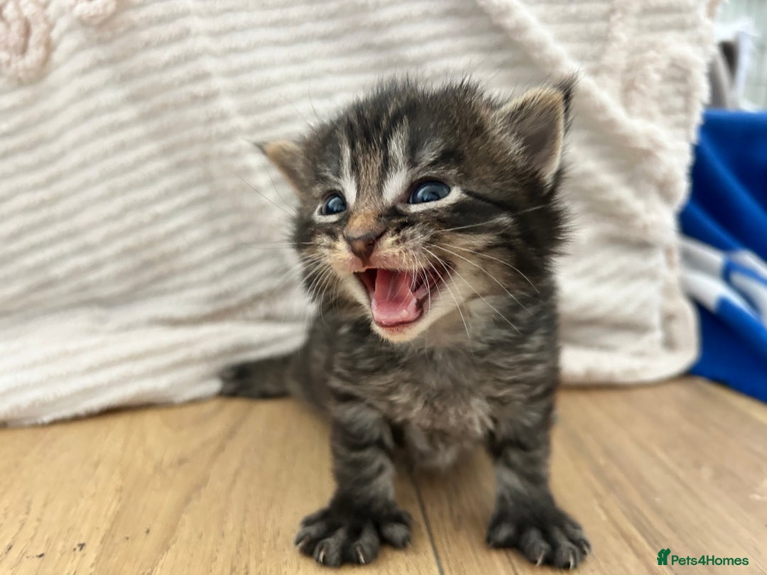 Maine Coon cats for sale: Ragcoon polydactyl kittens - Image 8