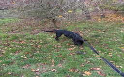 Belgian Shepherd Dog dogs for sale: Belgian Mallinois Male pups for sale - Image 11