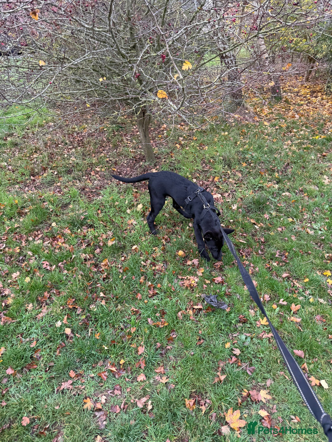 Belgian Shepherd Dog dogs for sale: Belgian Mallinois Male pups for sale - Image 11