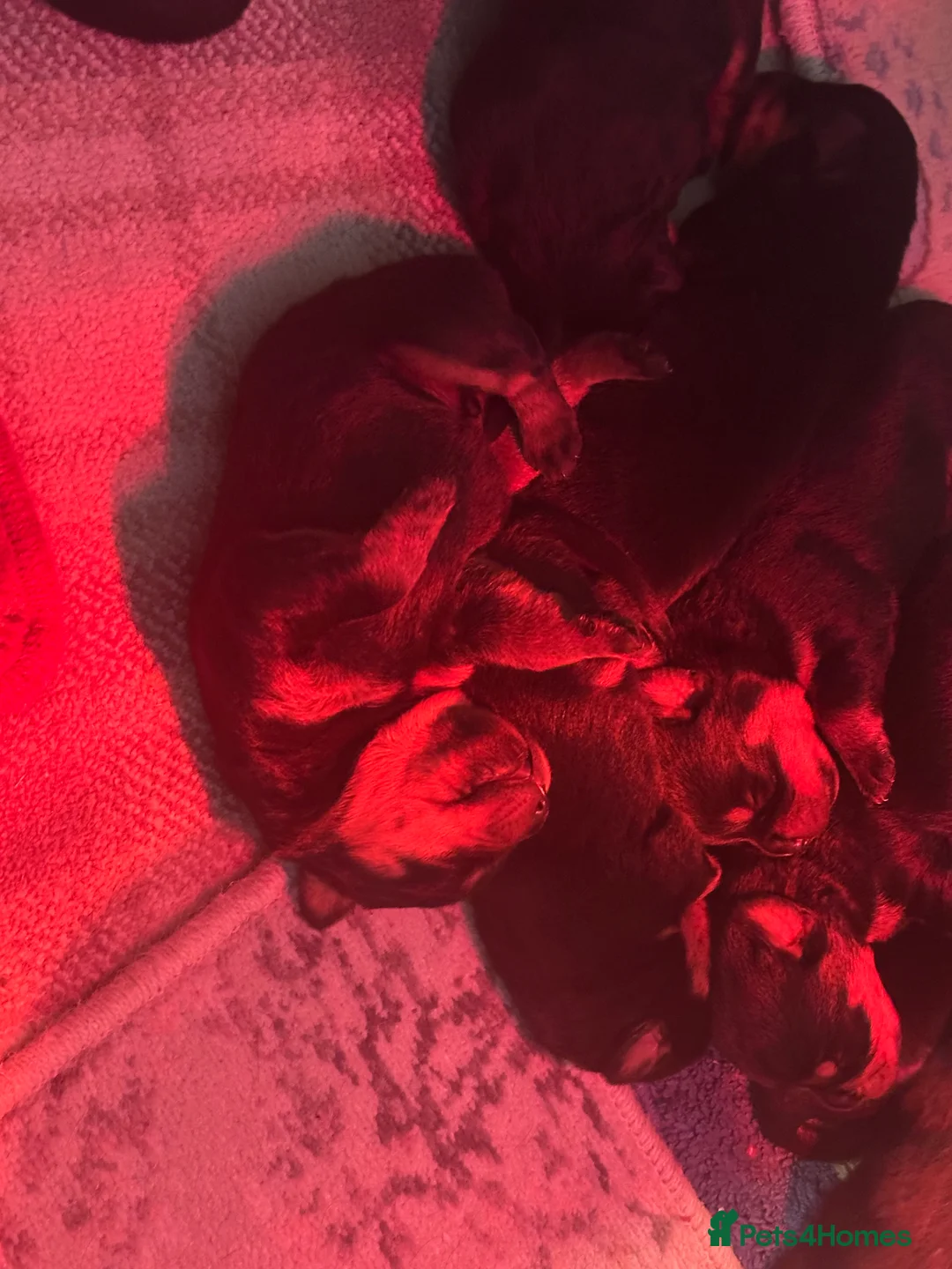 Rottweiler dogs for sale: Beautiful Rottweiler puppies  - Advert 30