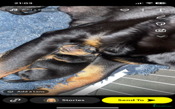 Rottweiler dogs for sale: Stunning litter  - Image 2
