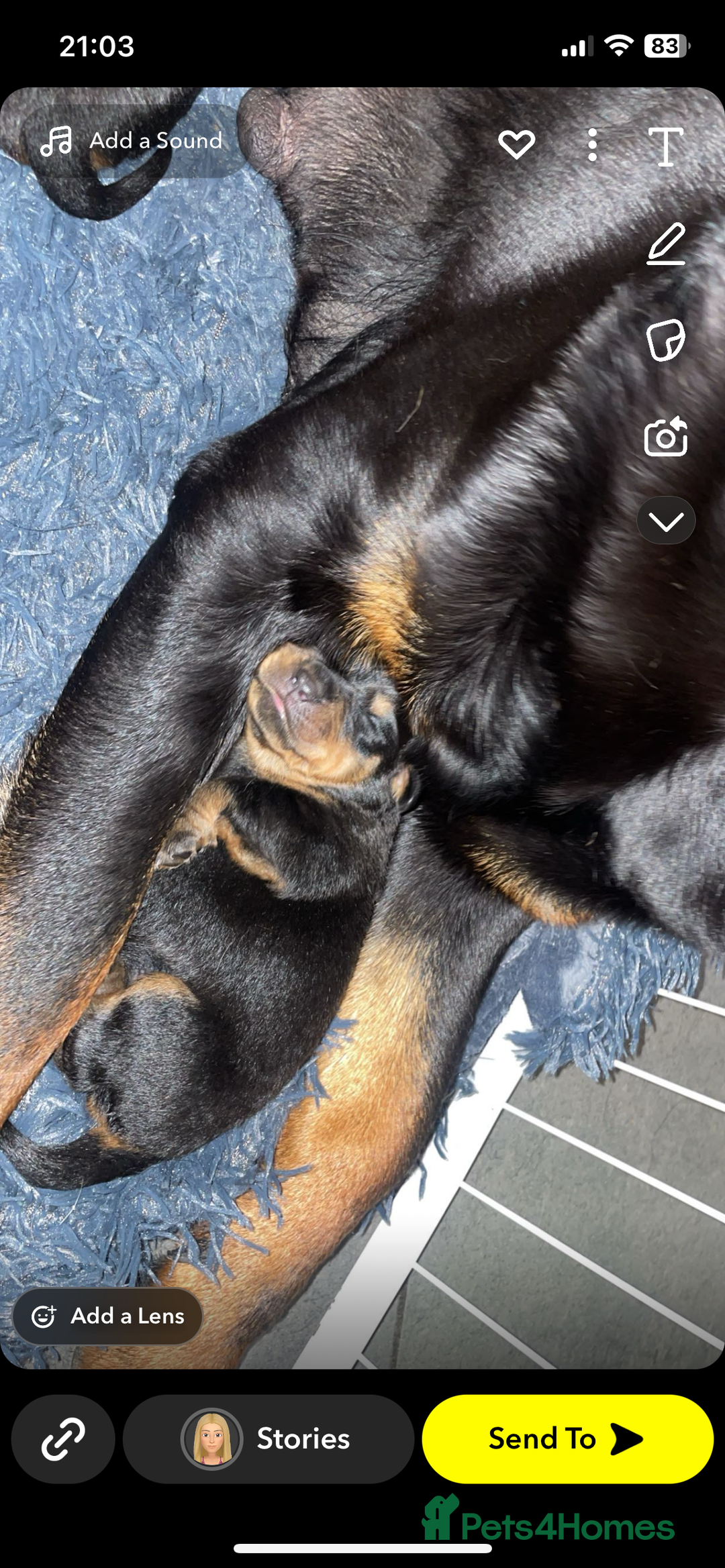 Rottweiler dogs for sale: Stunning litter  - Image 2