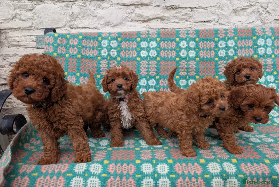 Cavapoo dogs for sale: ❤️ Ruby Red F1b Miniature Cavapoo Teddy Bear  ❤️  - Advert 2