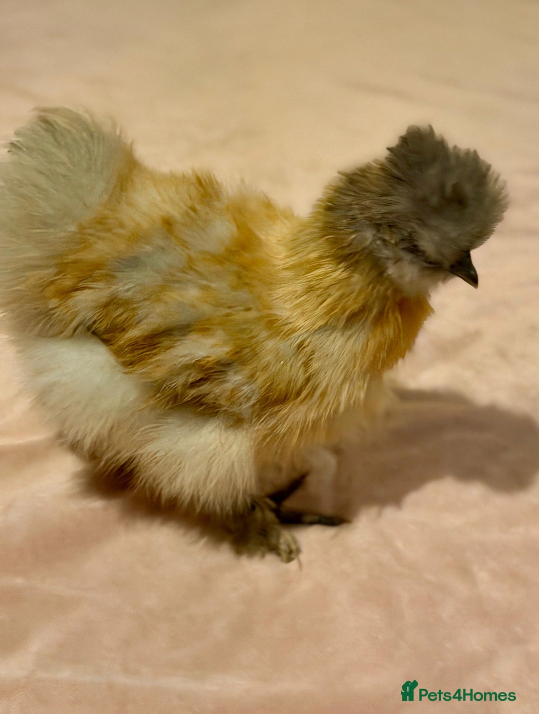 Chickens poultry for sale: 4 beautiful silkie chickens  - Advert 7