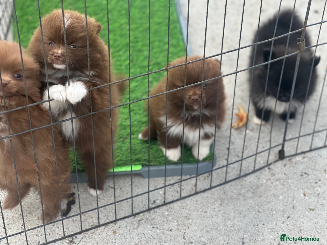 Pomeranian dogs for sale: Pomeranian puppies  - Image 16
