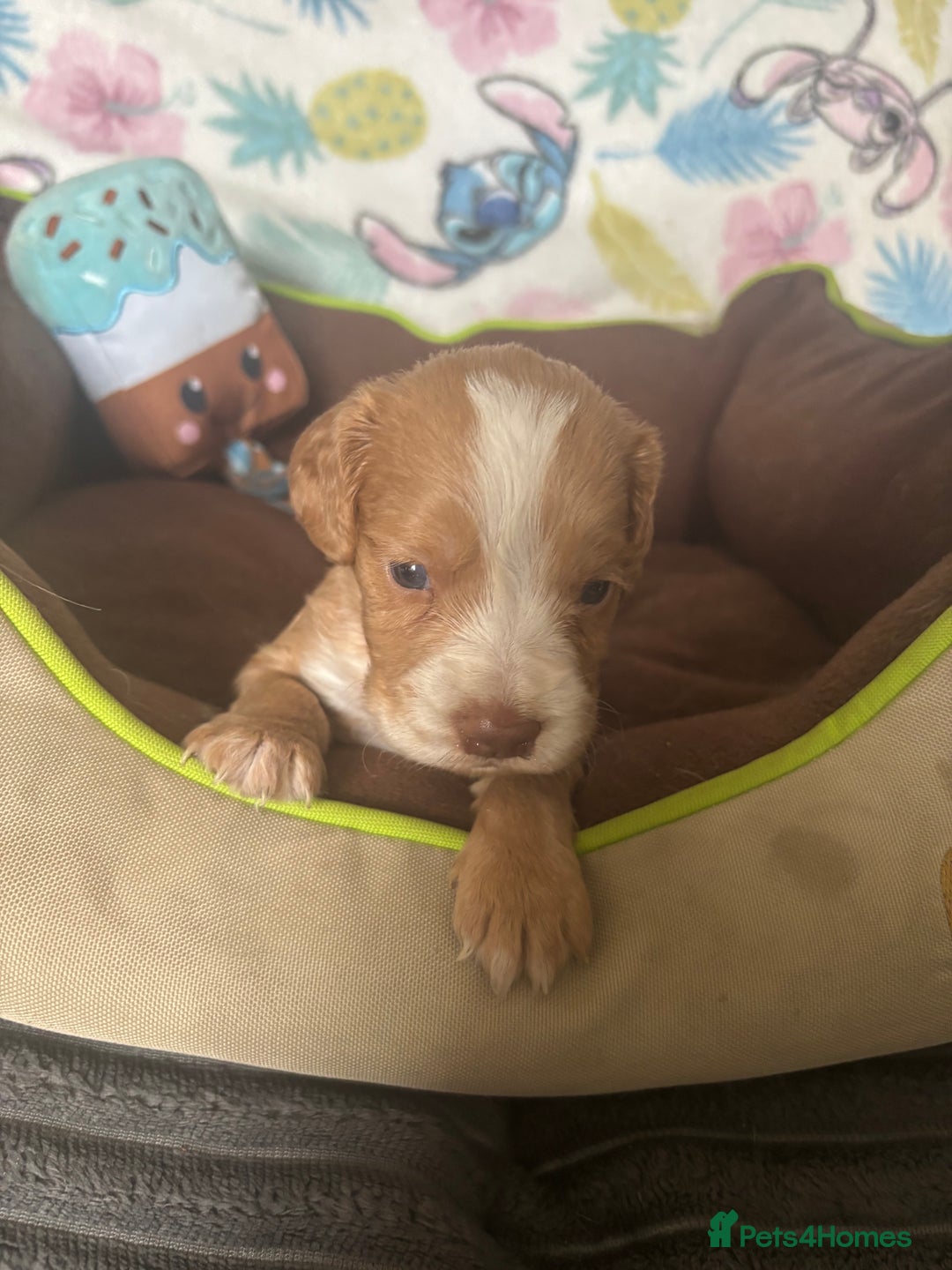 Cocker Spaniel dogs for sale: My 3 beautiful puppies  - Image 4