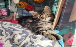 Maine Coon cats for sale: Maine Coon kittens ready soon CF81  - Image 13