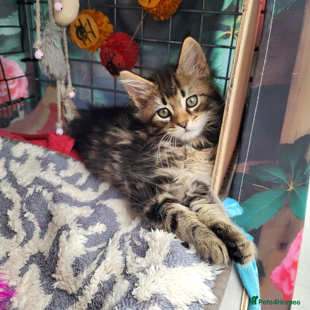Maine Coon cats for sale: Maine Coon kittens ready soon CF81  - Image 13
