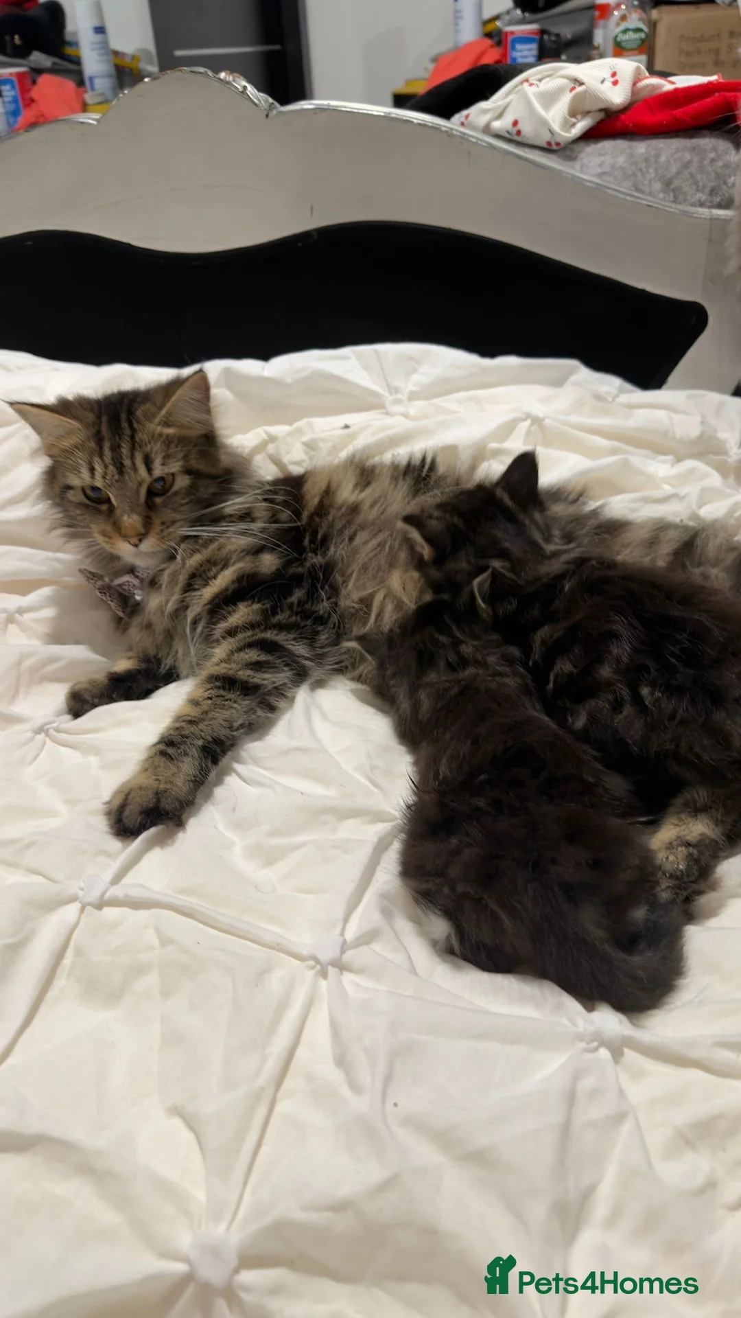 Maine Coon cats for sale: Outstanding Maine coon kittens! - Advert 3