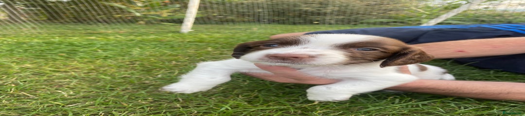 English Springer Spaniel Puppy 3