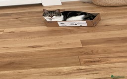 Bengal cats for sale: Affectionate Cat Looking for a Peaceful Home - Image 2