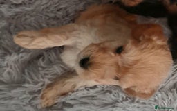 Mixed Breed dogs for sale: Adorable Scnoodle Puppies  - Image 5