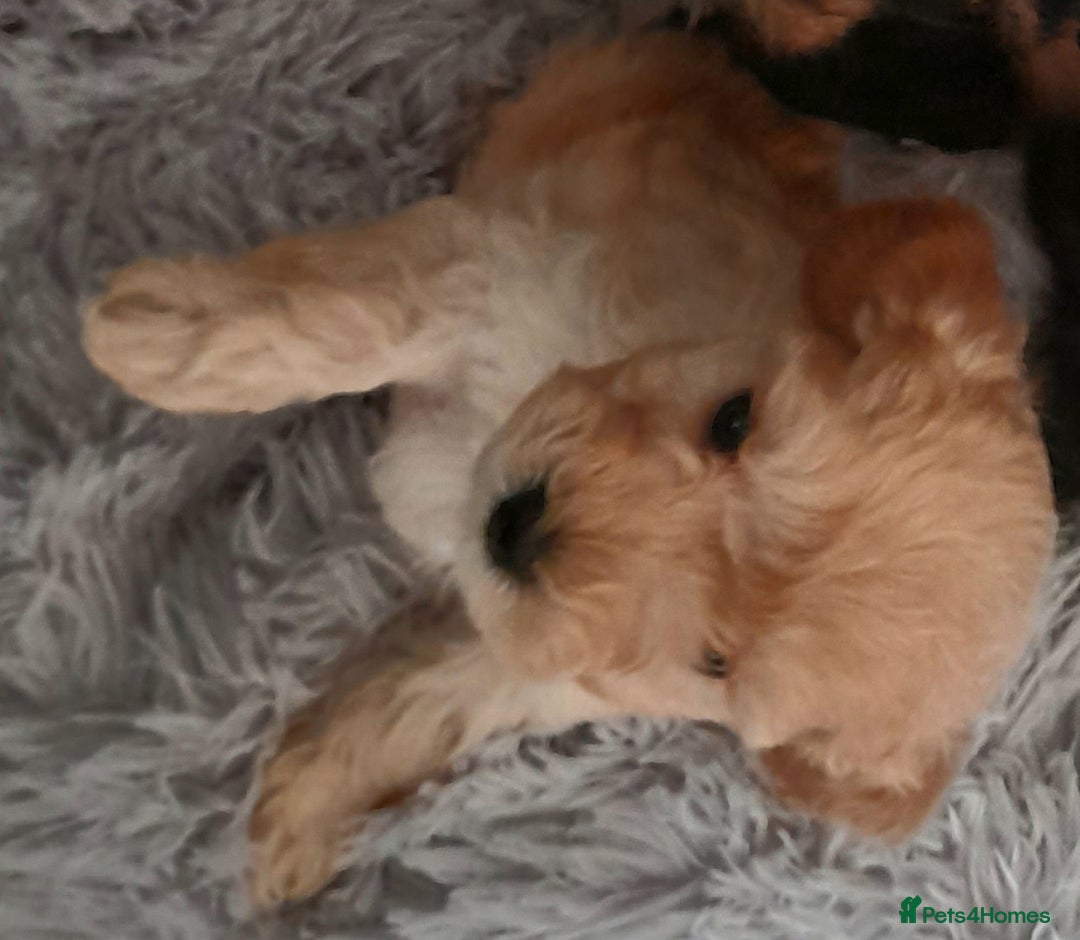 Mixed Breed dogs for sale: Adorable Scnoodle Puppies  - Image 5