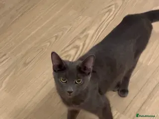 Russian Blue cats russian blue x domestic shorthair - Advert 11