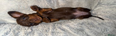 Miniature Dachshund Puppy 1