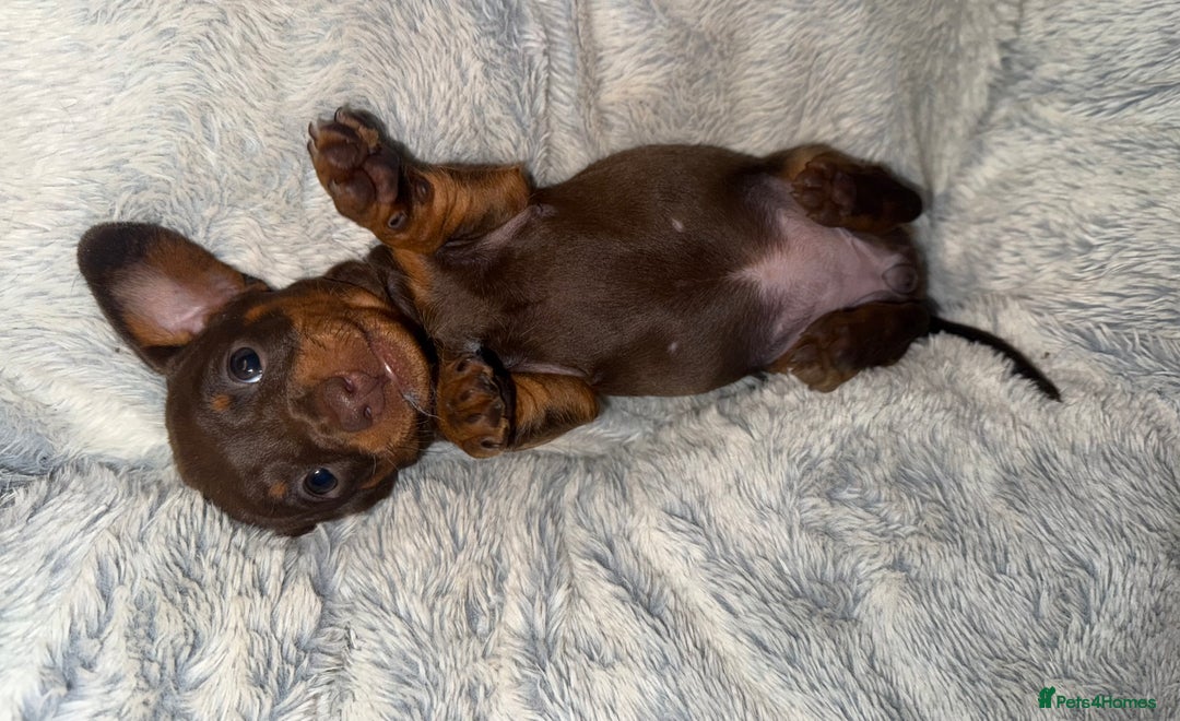 Miniature Dachshund dogs for sale: KC- Small Smooth Min Dachshund £1800  - Advert 3