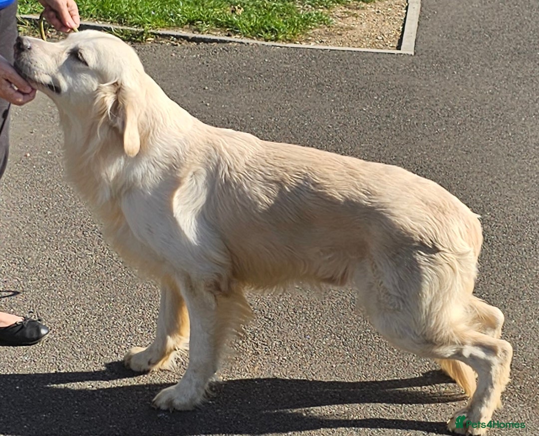 Golden Retriever dogs for stud: Extensively health tested show type kc reg in Bedford - Image 6