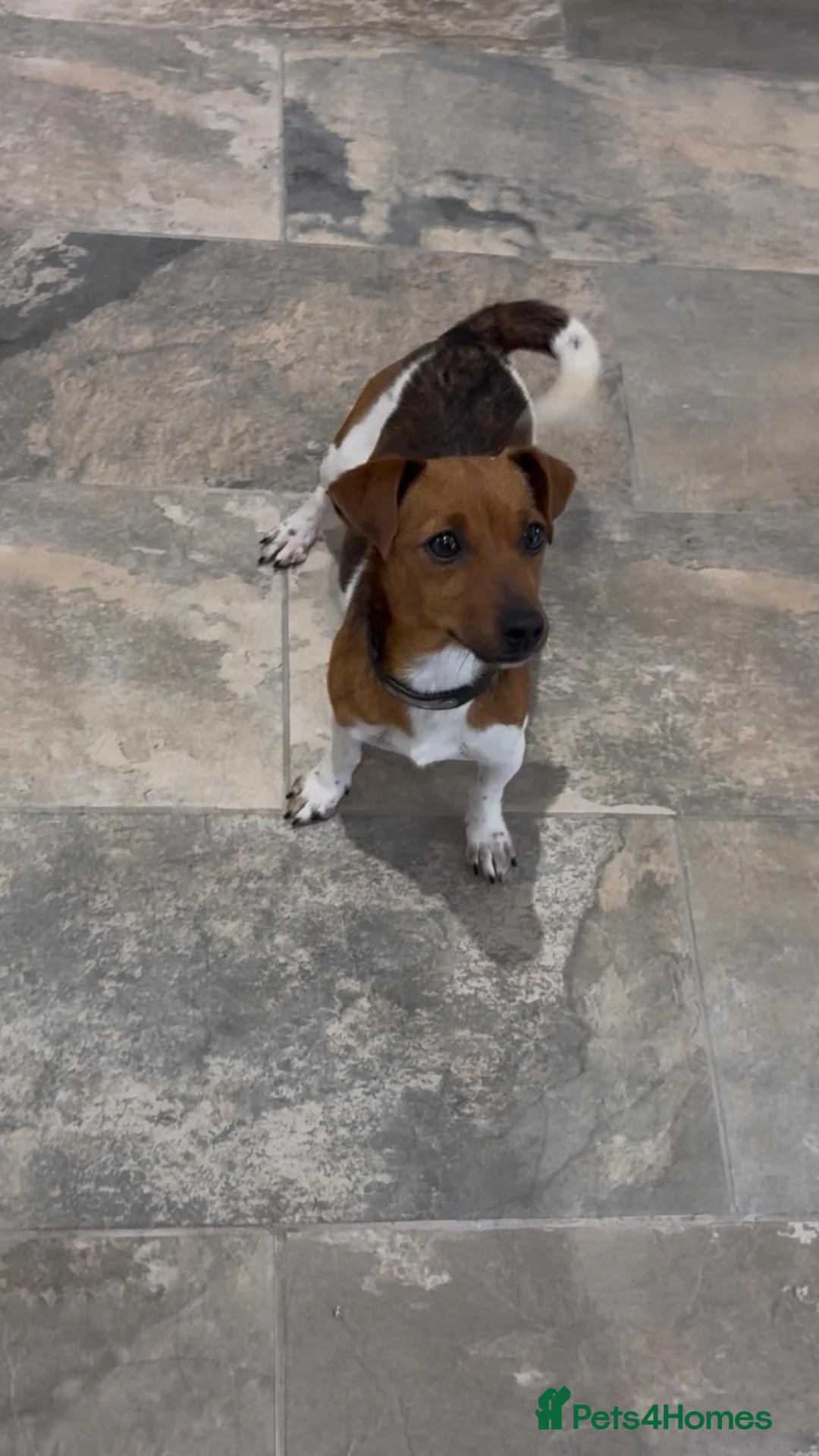 Jack Russell dogs for sale: Jack Russell puppies in Darwen - Advert 19