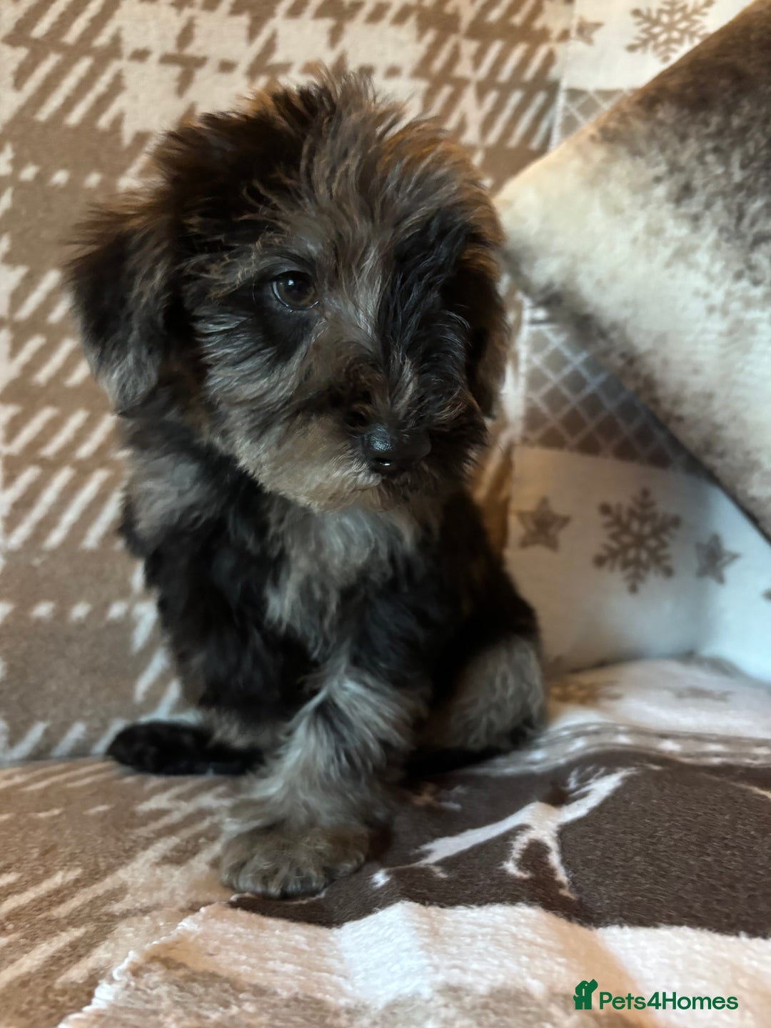 Mixed Breed dogs for sale: Truly special Schnoodle pups *unique colouring* - Advert 2