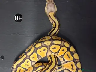 Python Snake reptiles Baby Royal Pythons, Females various Morphshs - Advert 1