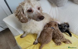 Standard Poodle dogs for sale: Ready to leave standard poodles  - Image 7