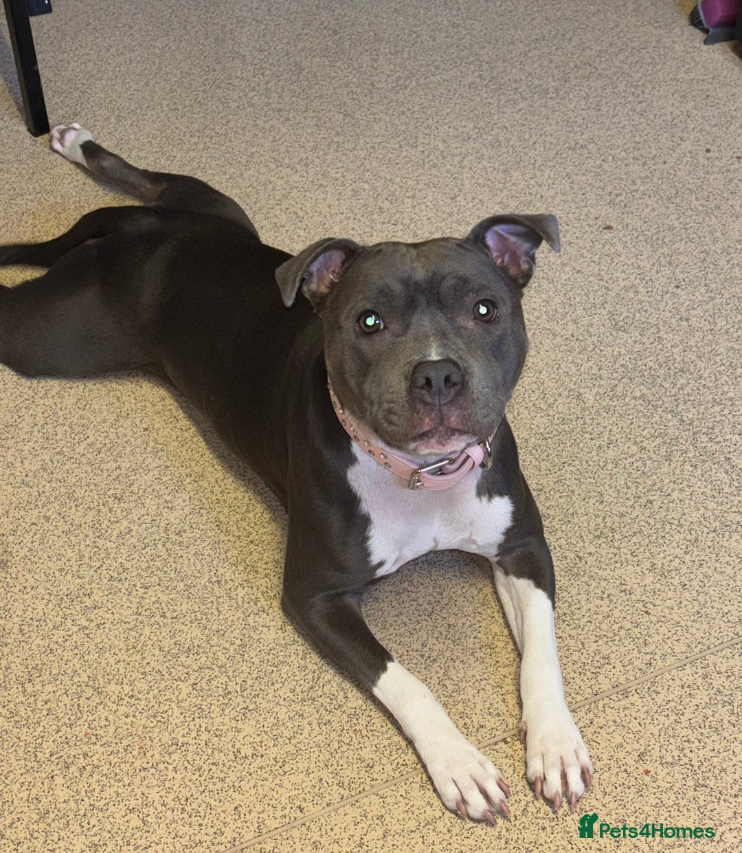 Staffordshire Bull Terrier dogs for stud: Stud wanted for my Female staff - Image 3