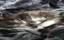 Mixed Breed cats for sale: 2 male kittens for sale - Image 3