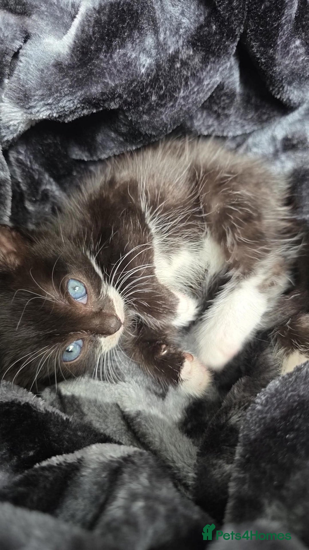 Mixed Breed cats for sale: 2 male kittens for sale - Image 3