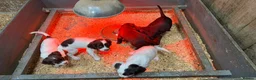 Sprocker dogs for sale: Beautiful Sprocker Spaniels - Advert 15