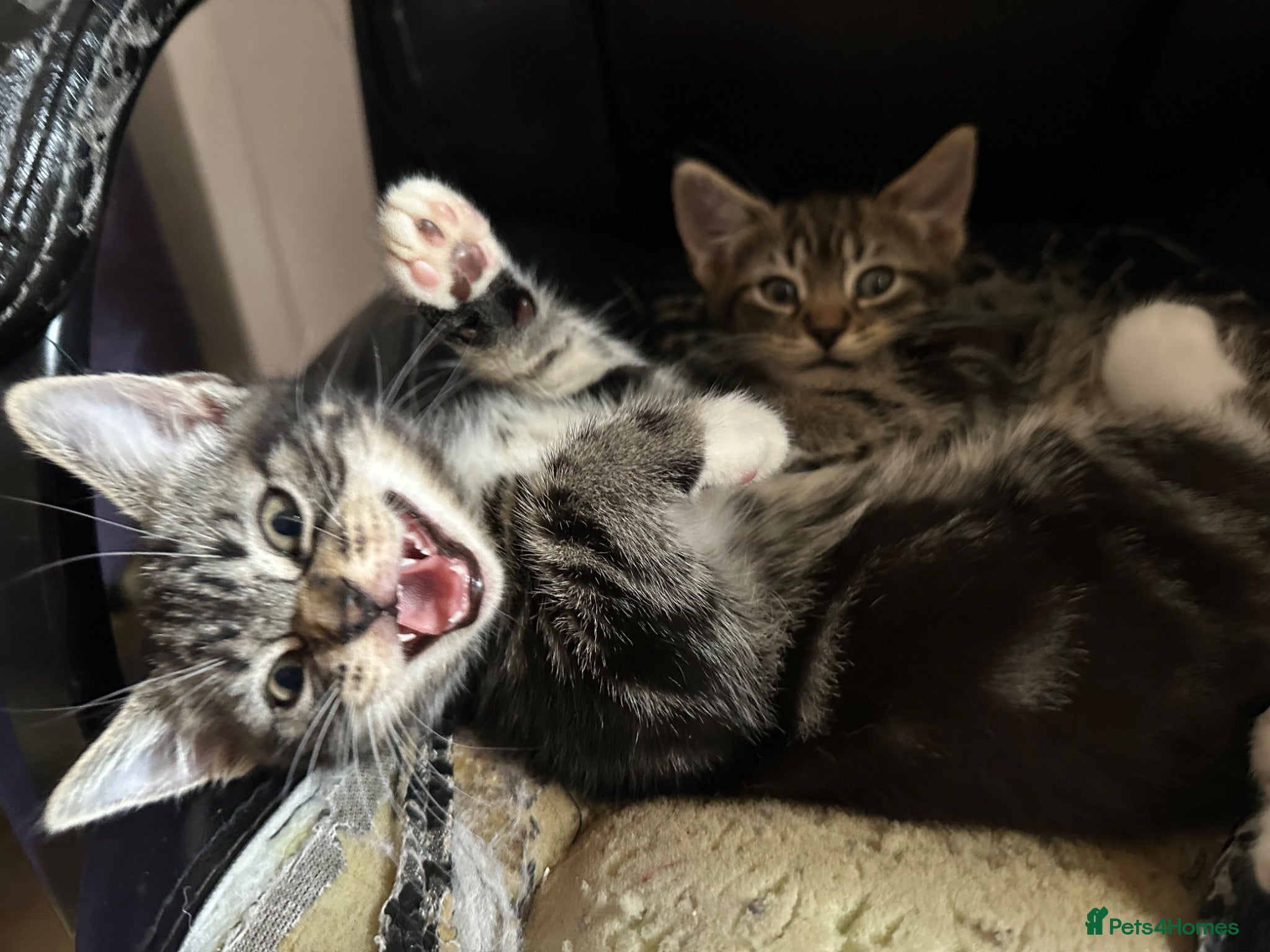 Domestic Shorthair cats cute Kittens Looking for Their Forever Homes 🐾 - Advert 15