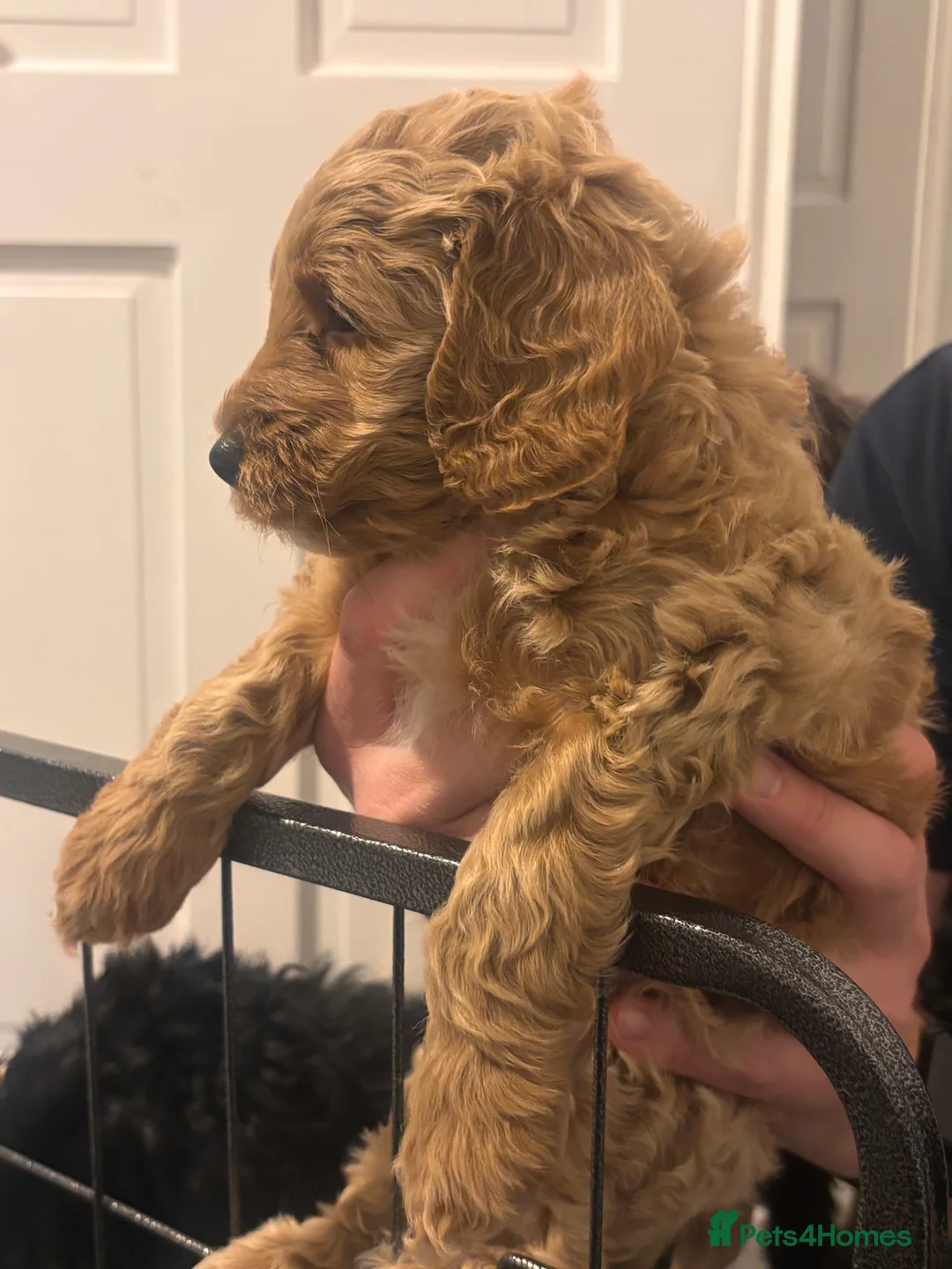 Cockapoo dogs for sale: Beautiful cockapoo puppies for sale  - Advert 10