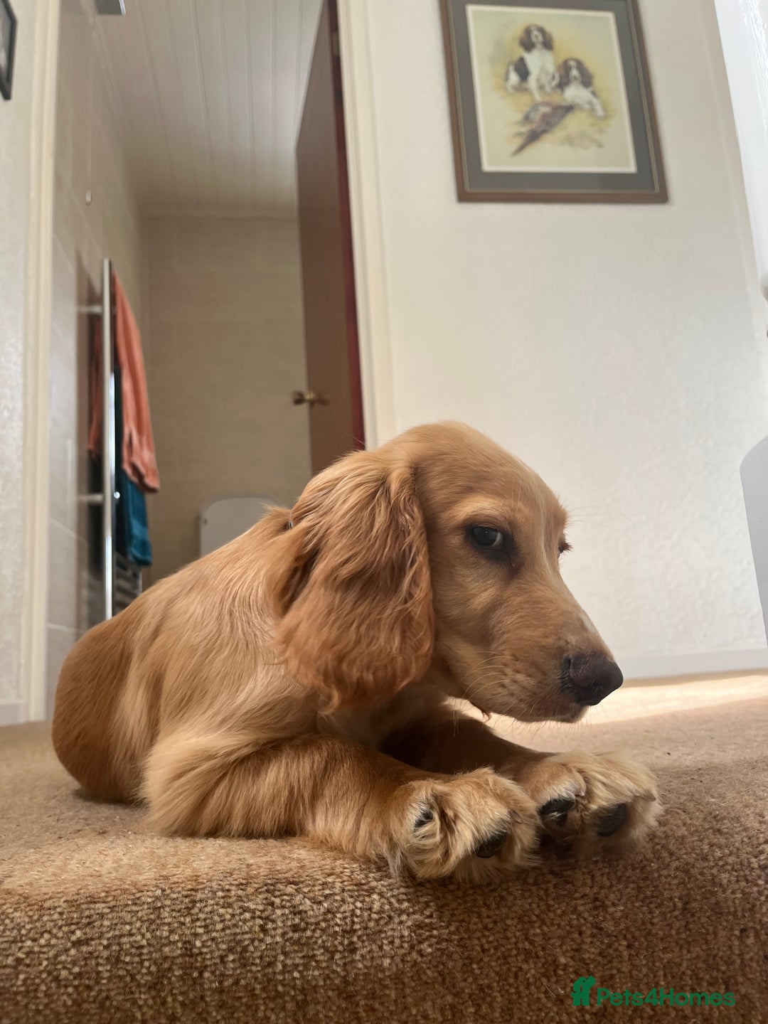 Cocker Spaniel dogs for sale: Ruby the cocker “trained and fully health checked” - Image 2