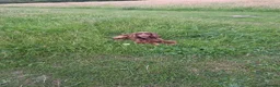 Mixed Breed dogs for sale: F1BB ENGLISH SHOW TYPE COCKERPOOS in Waterlooville - Advert 7