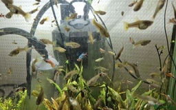 Other/Mixed Breed fish for sale: Beautiful Guppies for Sale price per one fish - Image 5