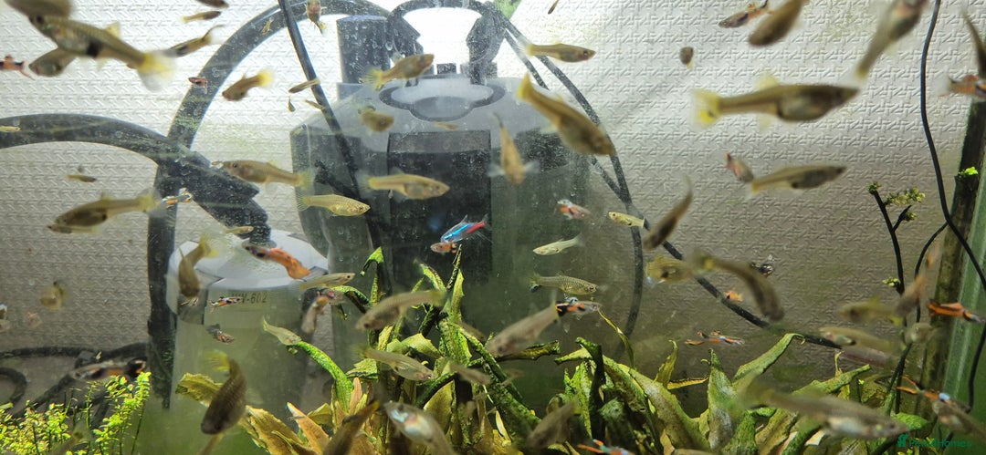 Other/Mixed Breed fish for sale: Beautiful Guppies for Sale price per one fish - Image 5