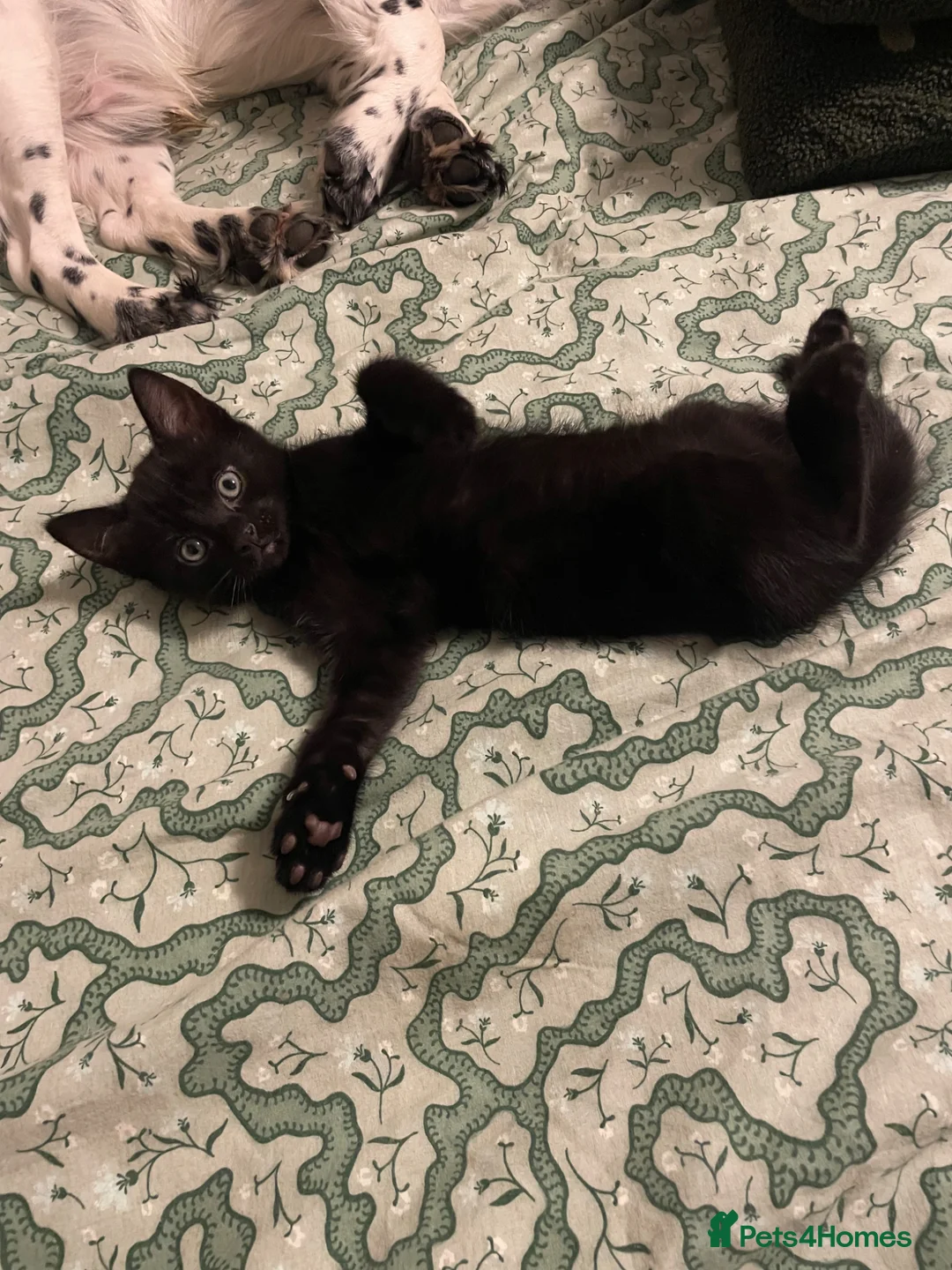 Mixed Breed cats for sale: Male kitten - Advert 1