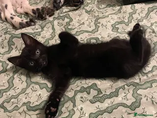 Mixed Breed cats Male kitten - Advert 4