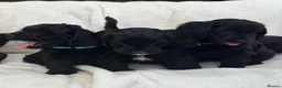 Australian Labradoodle dogs for sale: Multigenerational Australian Labradoodle Puppies - Advert 29