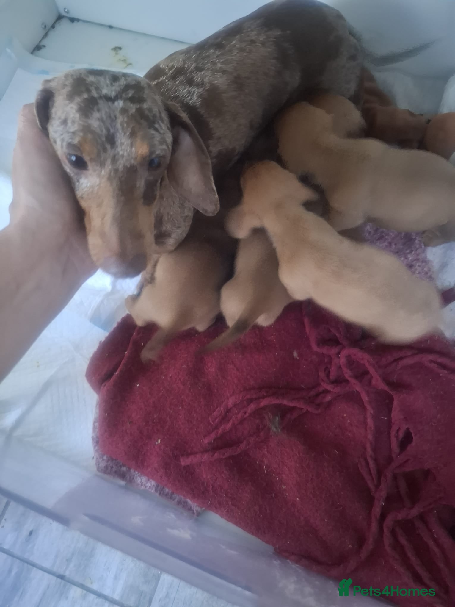 Dachshund dogs Gorgeous miniature daschunds  - Advert 14