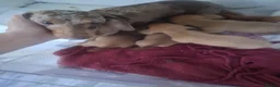 Dachshund dogs for sale: Gorgeous miniature daschunds  - Advert 1