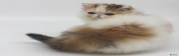 Exotic cats for sale: Quality TICA Reg Exotic & Persian Kittens - Advert 8