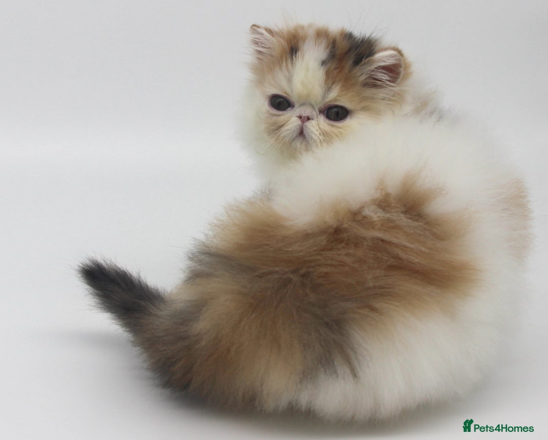 Exotic cats for sale: Quality TICA Reg Exotic & Persian Kittens - Advert 8