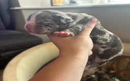 Old Tyme Bulldog dogs for sale: Beautiful old tyme bulldogs  - Image 4