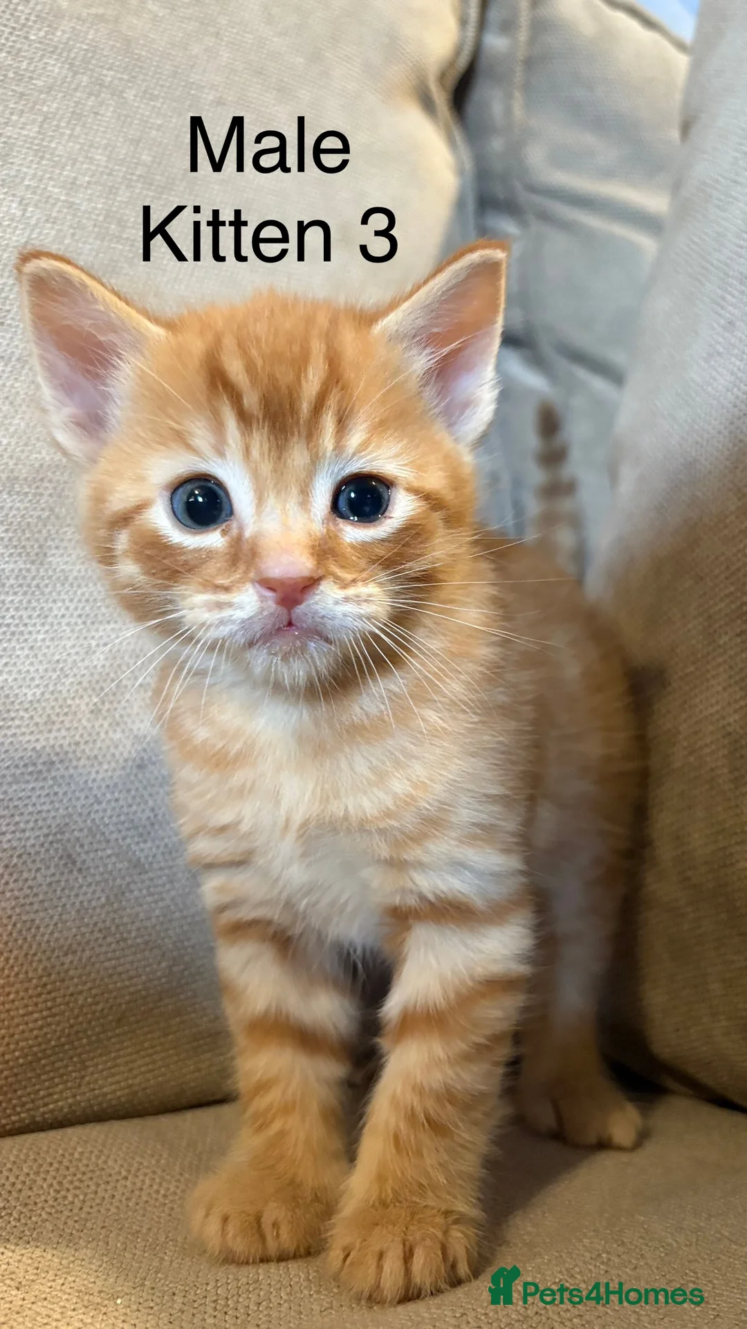 Mixed Breed cats for sale: 4 boys mum is a Bengal cross  - Advert 6