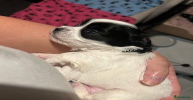 Mixed Breed dogs - Advert 7